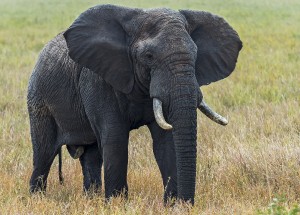 african_elephant_-188286877-.jpeg